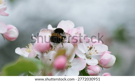 Macro view of a bumblebee collecting nectar on delicate pink apple blossoms with soft bokeh, symbolizing pollination, spring bloom, ecology and natural garden beauty.