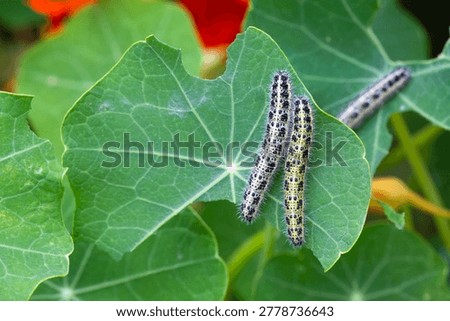 Macro View of Cabbage White Butterfly Caterpillars (Pieris brassicae) Feeding on a Green Leaf