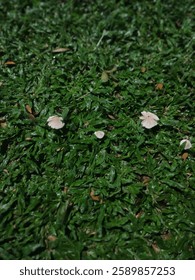 A macro view of a cluster of tiny wild mushrooms popping through on a dark, verdant field. Soft ambient side lighting to bring more texture and highlight the mushroom cap details.