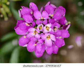 Macro view of a compact cluster of bright pink petals forming a rounded inflorescence, each small flower showing pale yellow pollen-filled centers. Soft