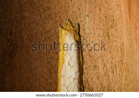 Macro view of date palm pollen grains inside fruit