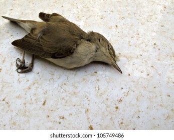 Macro View Dead Bird On Floor Stock Photo (Edit Now) 105749486