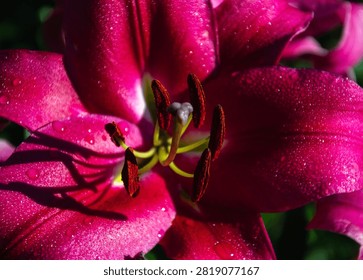 Macro view of a deep pink lily flower showing intricate details of petals, stamens, and pistil covered in morning dew