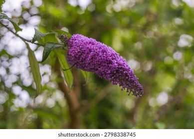 A macro view of a deep purple Buddleja davidii Nanho Purple flower cluster with green foliage against a blurred backdrop of green leaves and bright bokeh spots. No location specified, No country specified.