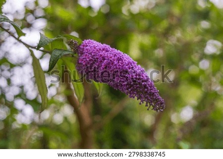 A macro view of a deep purple Buddleja davidii Nanho Purple flower cluster with green foliage against a blurred backdrop of green leaves and bright bokeh spots. No location specified, No country specified.