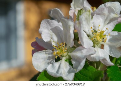 Macro view of delicate apple tree blossoms with soft white and pink petals, yellow stamens and fresh green leaves in sunlight. Spring garden atmosphere with natural background. 