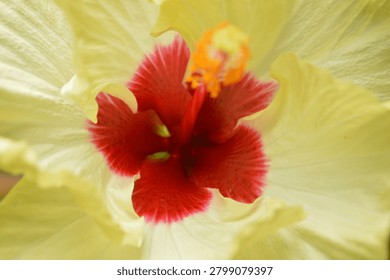 Macro view of a delicate hibiscus bloom showcasing its intricate petals and stamen, highlighting the contrast between yellow and red hues