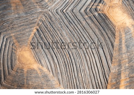 macro view of detailed tortoise shell with geometric scute patterns and ridges on the rough brown surface in natural light concept of animal texture, biology background, wildlife patterns. High quality photo