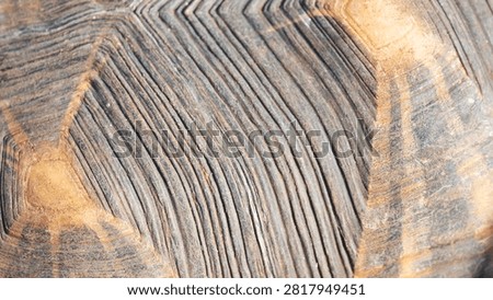 macro view of detailed tortoise shell with geometric scute patterns and ridges on the rough brown surface in natural light concept of animal texture, biology background, wildlife patterns. High quality photo