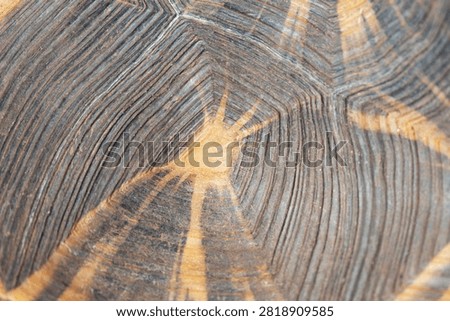 macro view of detailed tortoise shell with geometric scute patterns and ridges on the rough brown surface in natural light concept of animal texture, biology background, wildlife patterns. High quality photo
