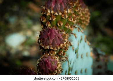 Macro view of developing prickly pear cactus flower buds showing intricate textures and sharp spines against a blurred natural background