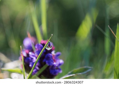 Macro view of a dew drop reflecting a purple wildflower among green meadow grass. Natural beauty, biodiversity and fragile ecosystem concept.