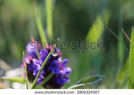 Macro view of a dew drop reflecting a purple wildflower among green meadow grass. Natural beauty, biodiversity and fragile ecosystem concept.