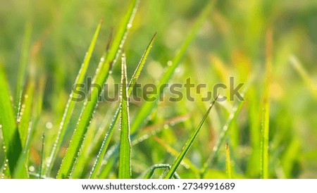 Macro View of Dewdrops on Green Grass Symbolizing Fresh Beginnings