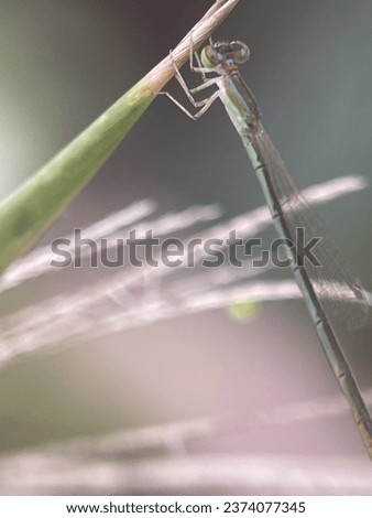 macro view of a dragon fly on a green small twig
