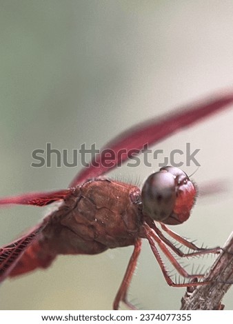 macro view of a dragon fly on a green small twig