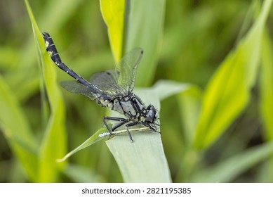 a macro view of a dragonfly consuming a smaller damselfly on a green leaf. This factual representation of the wildlife food chain features copy space.