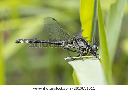 a macro view of a dragonfly consuming a smaller damselfly on a green leaf. This factual representation of the wildlife food chain features copy space.