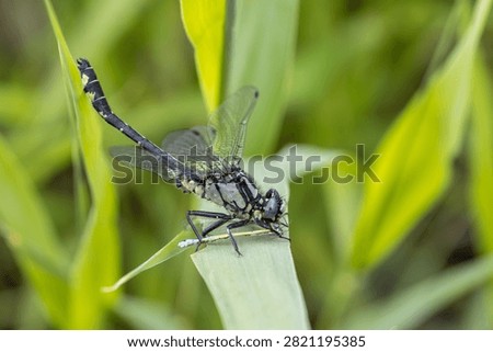a macro view of a dragonfly consuming a smaller damselfly on a green leaf. This factual representation of the wildlife food chain features copy space.