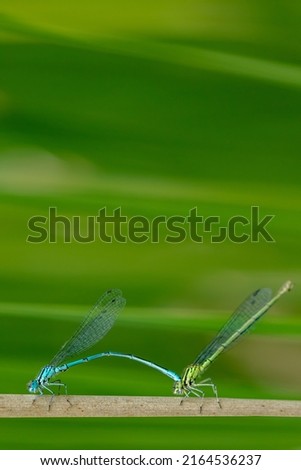 Garden snail II Leaf