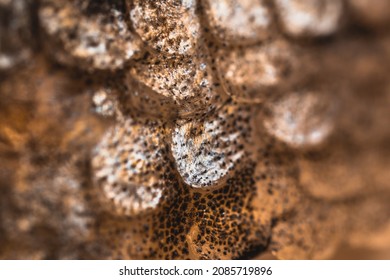 Macro View Of Fish Scales Salmon Rainbow Trout.