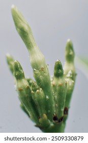 Macro view of a flower bud in its early stage of growth, displaying the intricate details as it prepares to blossom