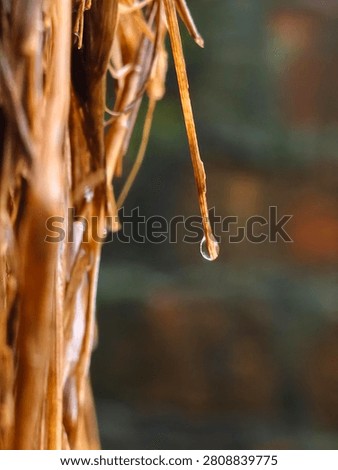 A macro view focuses on a single dry straw stalk with a clear water droplet poised to fall, set against a blurred, muted background.