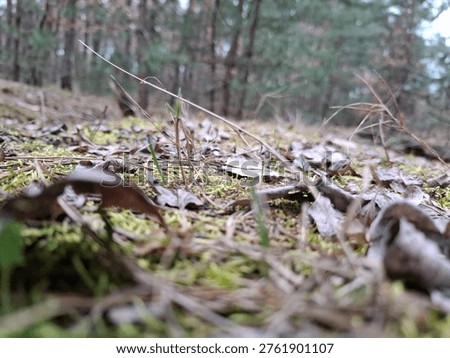 Macro View of Forest Floor Moss with Dry Leaves and Grass