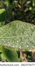 Macro view of fresh green leaf coated with tiny dew droplets, catching bright sunlight and revealing detailed surface texture, soft bokeh background, and calm natural garden atmosphere