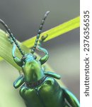 Macro view of a frog legged leaf beetle in the nature
