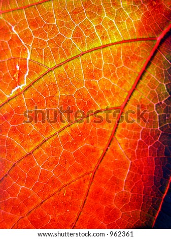 macro view of grape leaf in autumn splendor