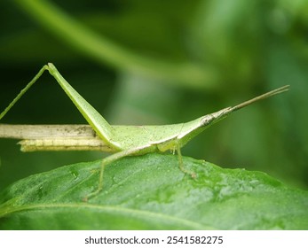 Macro view of a grasshopper on a leaf