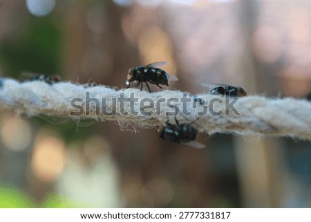 Macro view of green bottle flies resting on a rope with blurred background, showcasing insect detail and nature texture