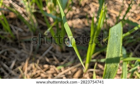 Macro view of green grass blade holding clear dew droplet against softly blurred meadow and dry ground, lit by warm sunlight with fresh natural texture, subtle sparkle, and tranquil outdoor mood