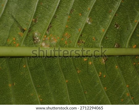 A macro view of a green leaf showcasing distinct orange spots and detailed texture, evoking a sense of nature's intricacy.