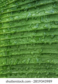 Macro view of green leaf stripes with fresh water droplets forming a vivid geometric natural pattern.