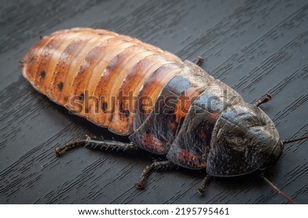 Macro view of Gromphadorhina portentosa hissing cockroaches