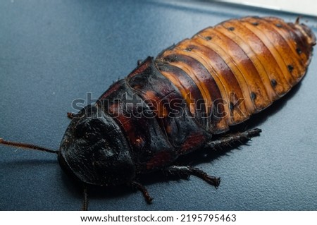 Macro view of Gromphadorhina portentosa hissing cockroaches