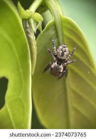 Macro view of a hairy jumping spider on a green leaf