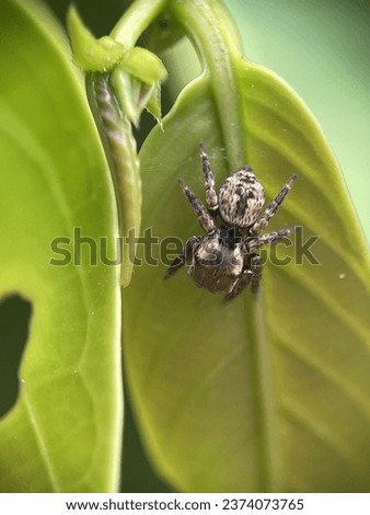 Macro view of a hairy jumping spider on a green leaf