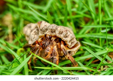 Macro View Of A Hermit Crab (Latin Pagurus) In The Philippines, Living In An Abandoned Gastropod Seashell, With Its Face, Antennae, And Legs Visible As It Walks Through Residential Grass Near The Sea.
