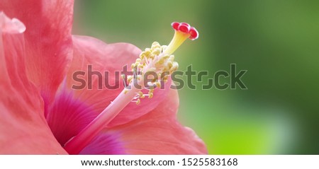 Macro view of hibiscus white flower stamen and pistil with selective focus. Close-up image of stamen of pink Hibiscus flower with pink Hibiscus flowers background