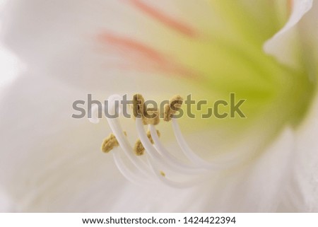 Similar – Close-Up Details Of Pink Tulip Flower