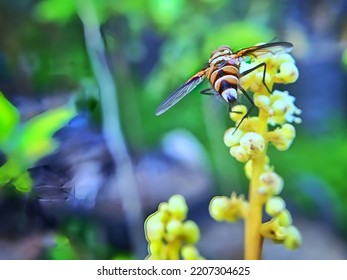 Macro View Of A Honey Bee Sucking Flower Nectar 