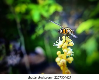 Macro View Of A Honey Bee Sucking Flower Nectar 