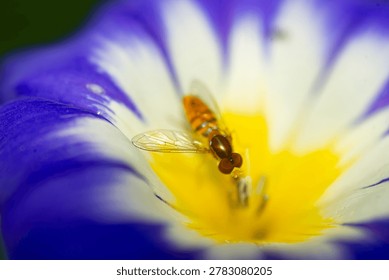 Macro view of a hoverfly feeding in the vibrant yellow center of a purple and white flower, capturing pollination behavior, delicate wings, and bright springtime colors in sharp close-up detail