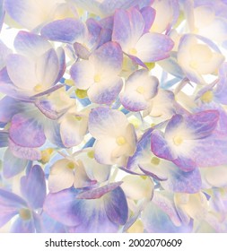 Macro view of hydrangea flower cluster.