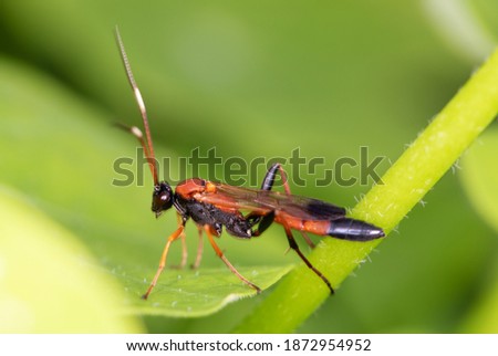 Macro view insect. parasitic wasp red banded sand wasp, is species of subfamily Ammophilinae of hunting wasp family Sphecidae. parasitic wasp