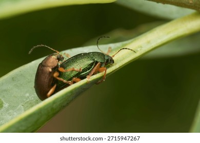 Macro view of insects pairing on foliage