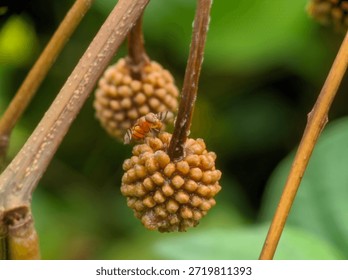 a macro view of an interaction between a plant and an insect